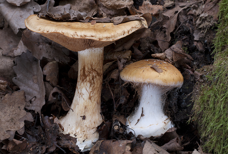 Cortinarius saporatus